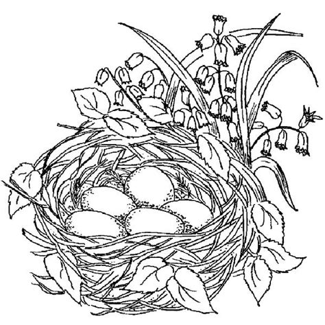 beautiful bird nest coloring pages  place  color