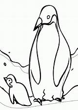 Coloring Penguin Adelie Book Popular sketch template