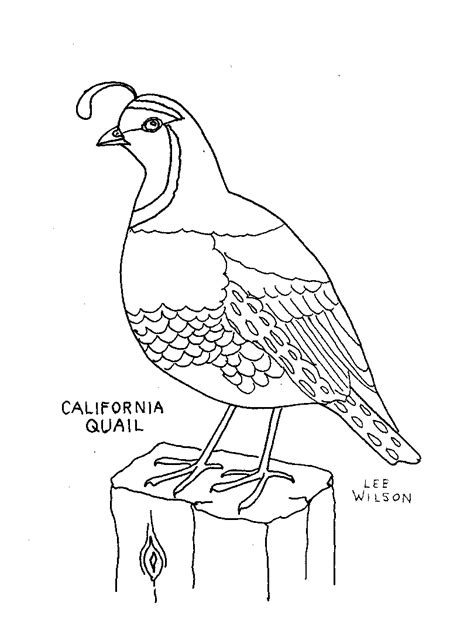 quail coloring page animals town animals color sheet quail