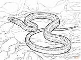 Snake Garter Taipan Snakes Realista Plains Planicies Colorironline Coral Reptiles Assustadora Designlooter выбрать доску sketch template