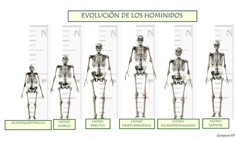 blog educativo el origen de los hominidos