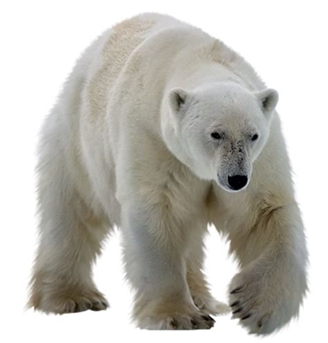 polar bear kodiak bear ursinae polar white bear png png
