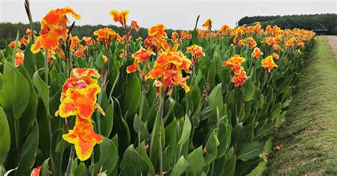 grow  care  canna lilies gardeners path