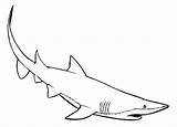 Mako Shark Coloring Faster Swimmer Color sketch template