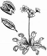 Venus Trap Flytrap Carnivorous Designlooter Psf Drawings Traps Doghousemusic Society sketch template