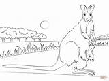 Wallaby Coloring Pages Baby Necked Red Printable Kangaroo Aboriginal Supercoloring Western Grey Animal Template Colouring Safely Holds Kid Its Australia sketch template