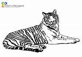 Animaux Coloriage Coloriez Peaugres Greatestcoloringbook sketch template