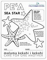 Moc Starfish sketch template