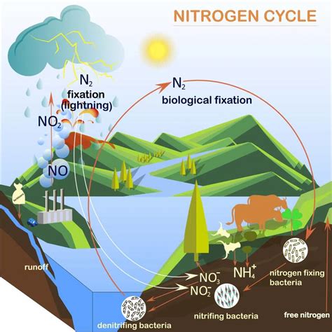 nitrogen cycle science  kids