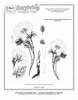 Botany Adonis Vernalis Poisonous Botanist sketch template