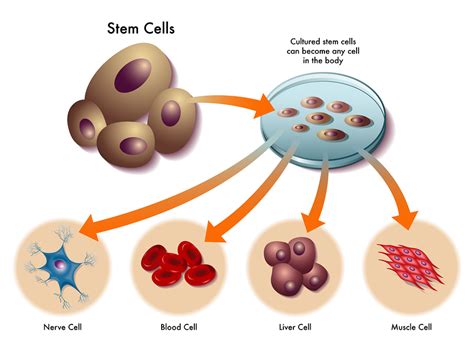 prolotherapy  stem cell therapy medical articles  dr ray