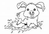 Pig Coloring Pages Coloringpages1001 sketch template
