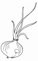 Onion Coloring Pages sketch template
