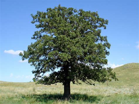 quercus velutina black oak long island natives