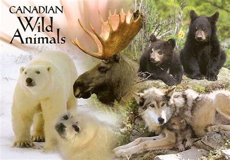 turismo in canada fauna canadese