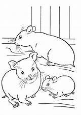 Hamster Coloring Pages Momjunction Books sketch template