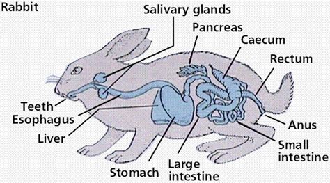 The Digestive System And Its Chordata Phylum Digestive System