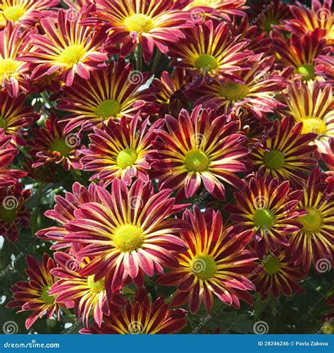 de bloemen van de chrysant stock foto image  velen
