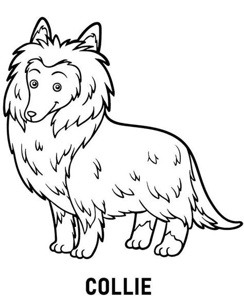 coloring page collie dog topcoloringpagesnet