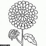 Chrysanthemum Henkes Popular sketch template