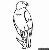 Hawk Coloring Bird Pages Birds Online Drawing Kids Color Thecolor Drawings Getdrawings Choose Board sketch template
