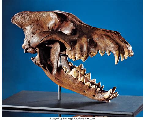 superb dire wolf skull fossils mammals lot  heritage auctions