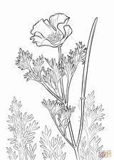 Poppy Coloring California Poppies Pages Drawing Printable Flower Supercoloring Flowers Tattoo Sketch Simple Sheet Getdrawings Crafts Drawings Color Print Choose sketch template