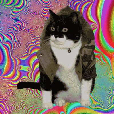 thekingharvest acid cat