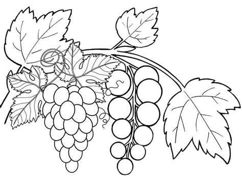 grapes fruits coloring pages  copy