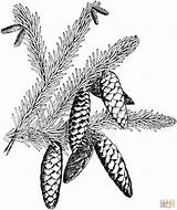 Spruce Coloring Branchlet Cones Gif Supercoloring Pages Drawing рисунок sketch template