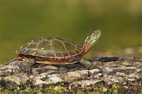 genus chrysemys kura kura berwarna painted turtle turtle