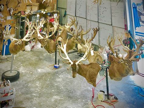 mount conservation calibre taxidermy