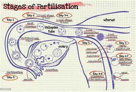 stage human fertilization diagram stock vector art 618750514 istock