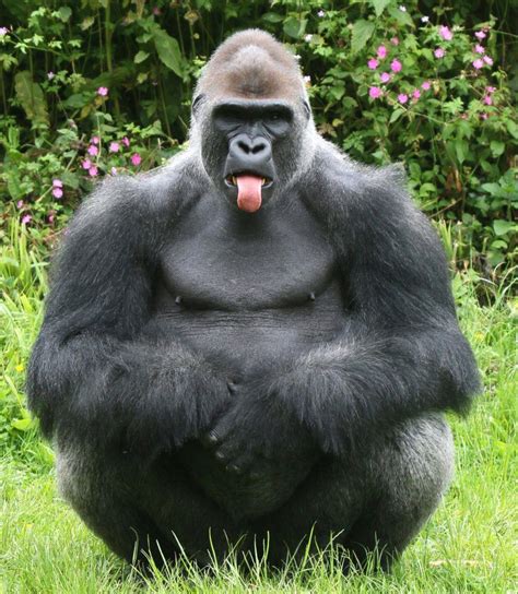 Bildergebnis Für Gorilla Lustige Bilder Von Tieren