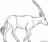 Oryx Arabian sketch template