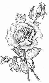 Coloring Pages Book Drawing Flower Tattoo Printable Colouring Roses Adult Sheets sketch template