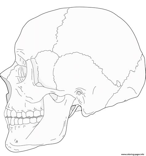 printable skull anatomy coloring pages printable word searches