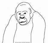 Coloring Pages Jungle Gorilla Gorillas sketch template