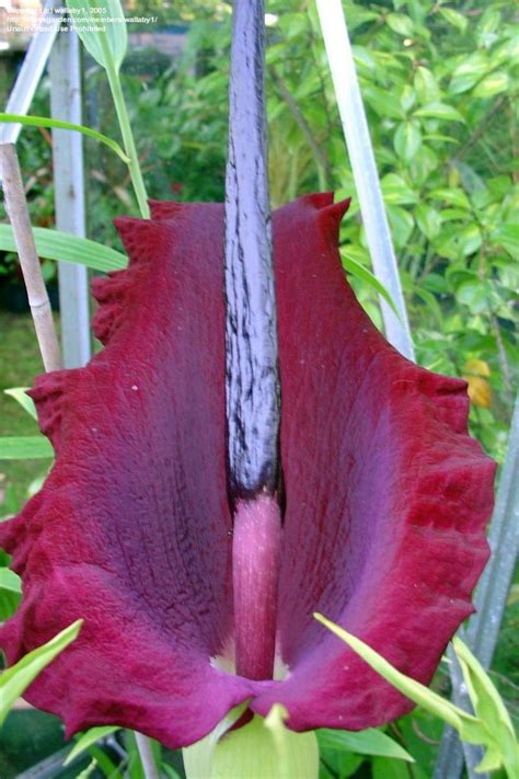 10 Best Erotic Flowers And Plants Images On Pinterest