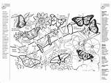 Coloring Pages Botany Botanical Comments sketch template