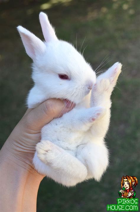 cute baby bunny pictures