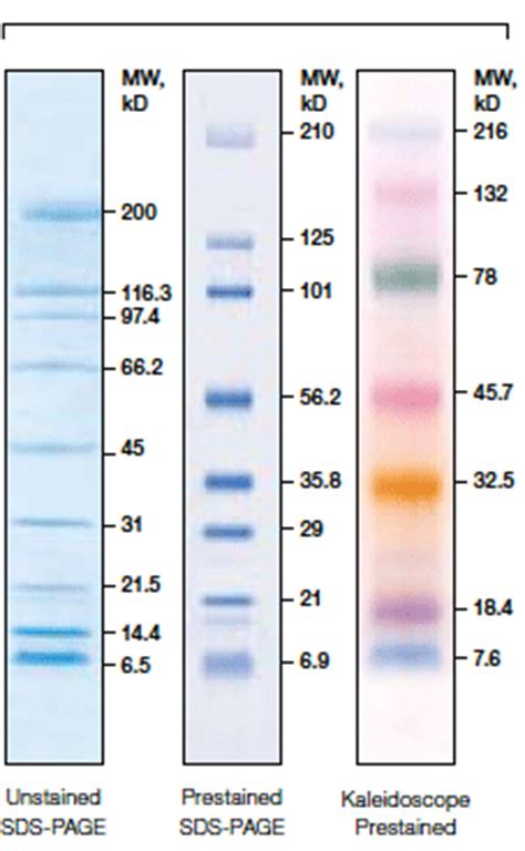 introduction western blot protein standards lsr bio rad.