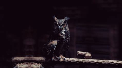 dark owl birds wallpapers hd desktop  mobile backgrounds