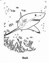 Shark Coloring Pages Evolution Hungry Getdrawings sketch template