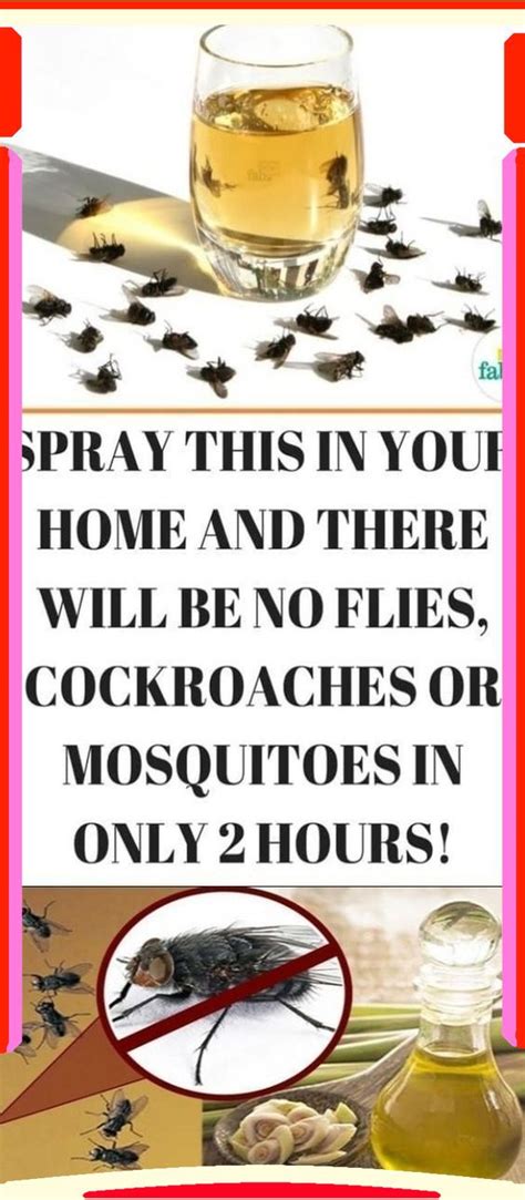 awesome  rid  flies household cleaning tips mosquito