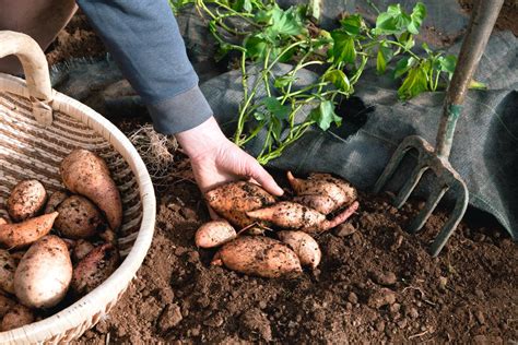 growing sweet potato plants suttons gardening grow