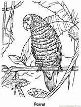 Parrot Coloring Pages Parrots Planet Printable Color Kids Earth Book Birds Awesome Online Animals Coloringpages101 Animal sketch template