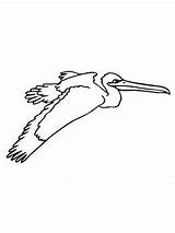 Pelican Coloring sketch template