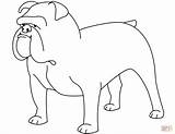 Coloring Bulldog Pages Funny American sketch template