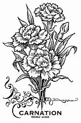 Carnation Flower Coloring Pages Butterfly Woodcut Tattoo Choose Board sketch template